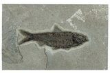 Detailed Fossil Fish (Knightia) - Top Quality Specimen #292524-1